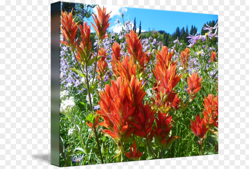 Paradise Flower Gallery Wrap Canvas Canna Art Photography PNG