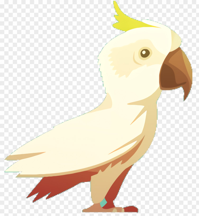 Tail Sulphurcrested Cockatoo Bird Parrot PNG