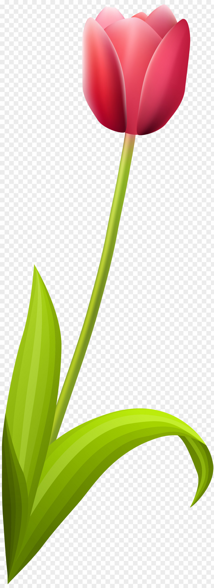 123 Tulip Petal Plant Stem Leaf PNG