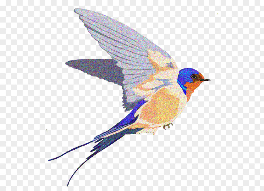 Barn Swallow PNG