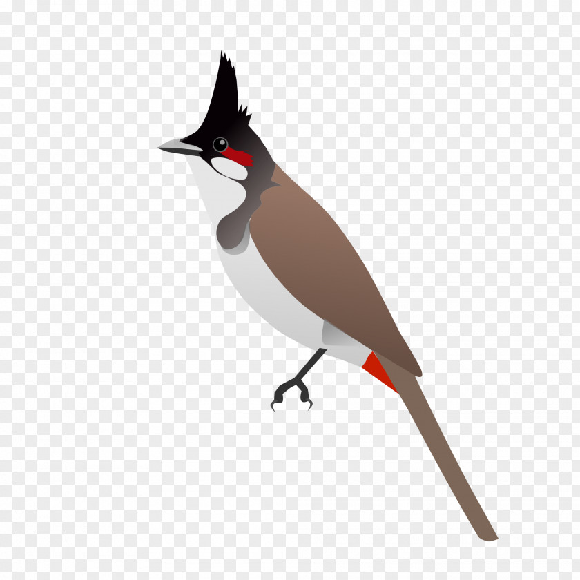 Bird Red-whiskered Bulbul PNG