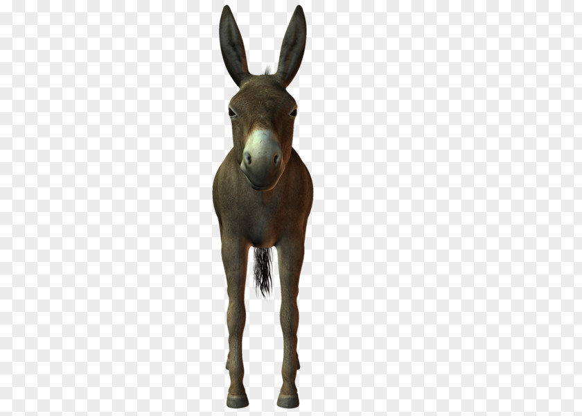 Burro Mule Mustang Donkey Mane Freikörperkultur PNG