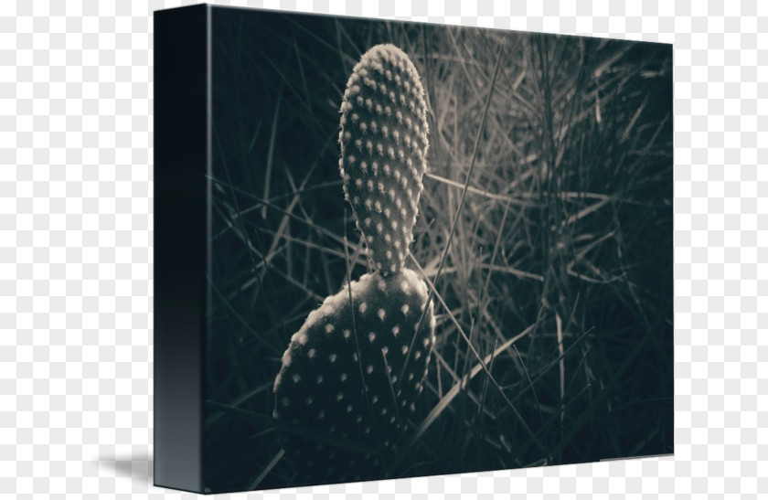 Cactus Canvas Stock Photography Organism PNG