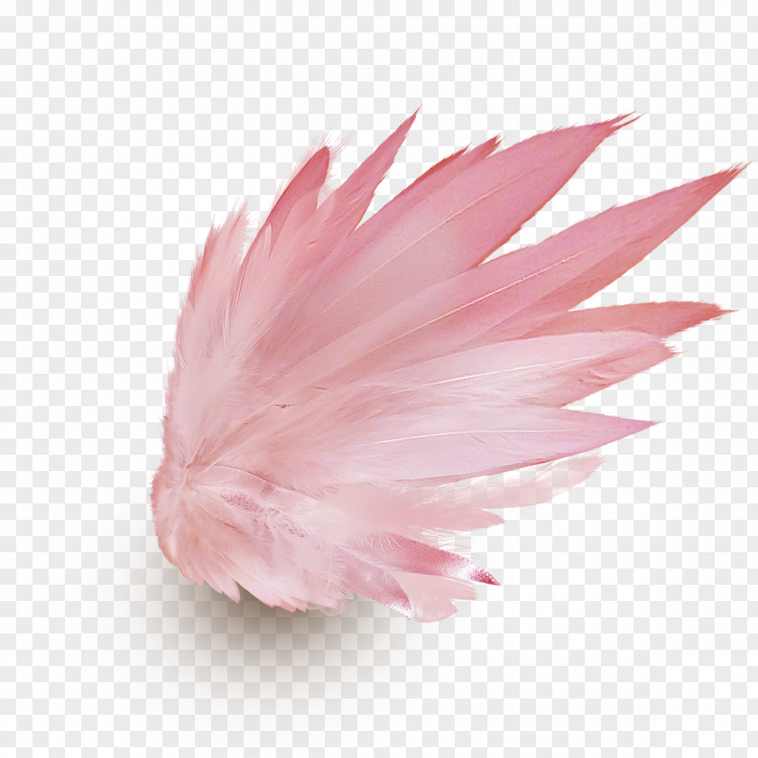 Feather Drawing PNG