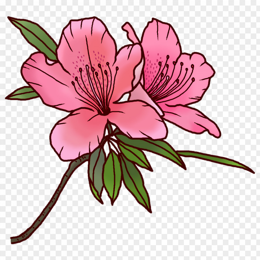 Floral Design PNG