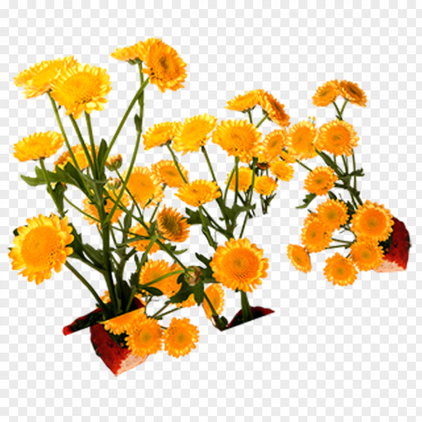 Flowers,chrysanthemum,yellow,lace Floral Design Yellow PNG
