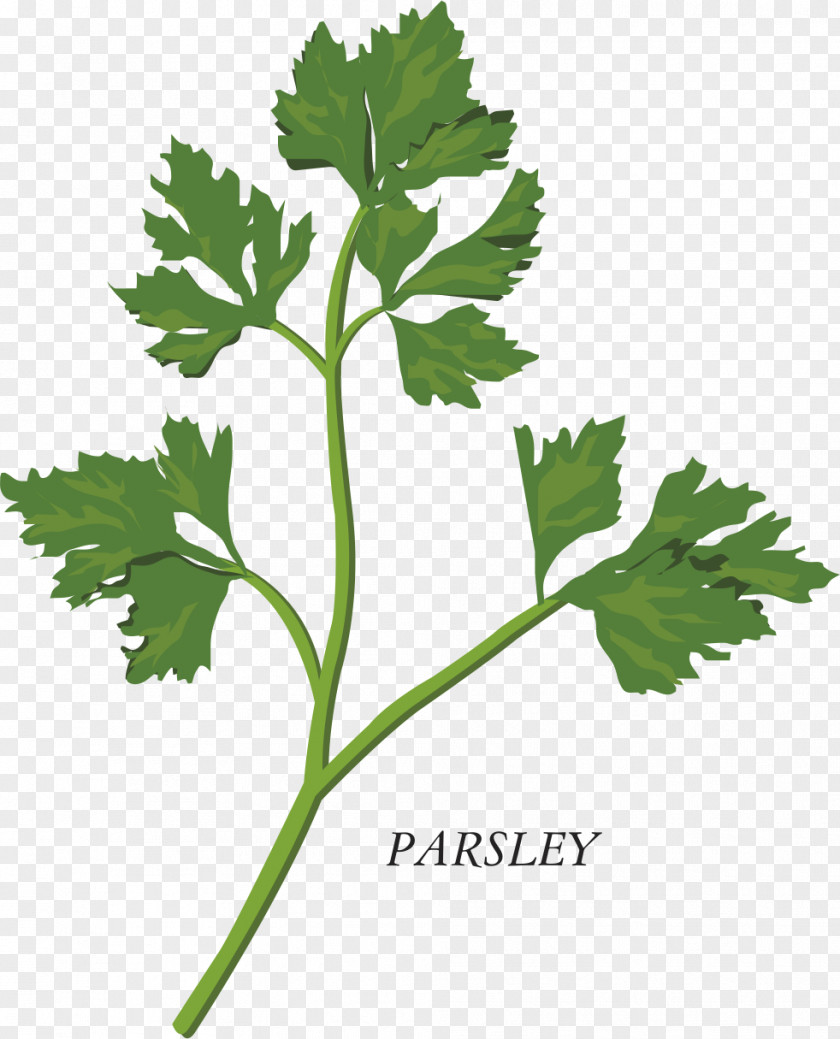 Herbs Herb Parsley Clip Art PNG