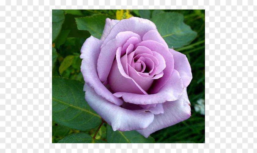 Rose Hybrid Tea Garden Roses Blue PNG