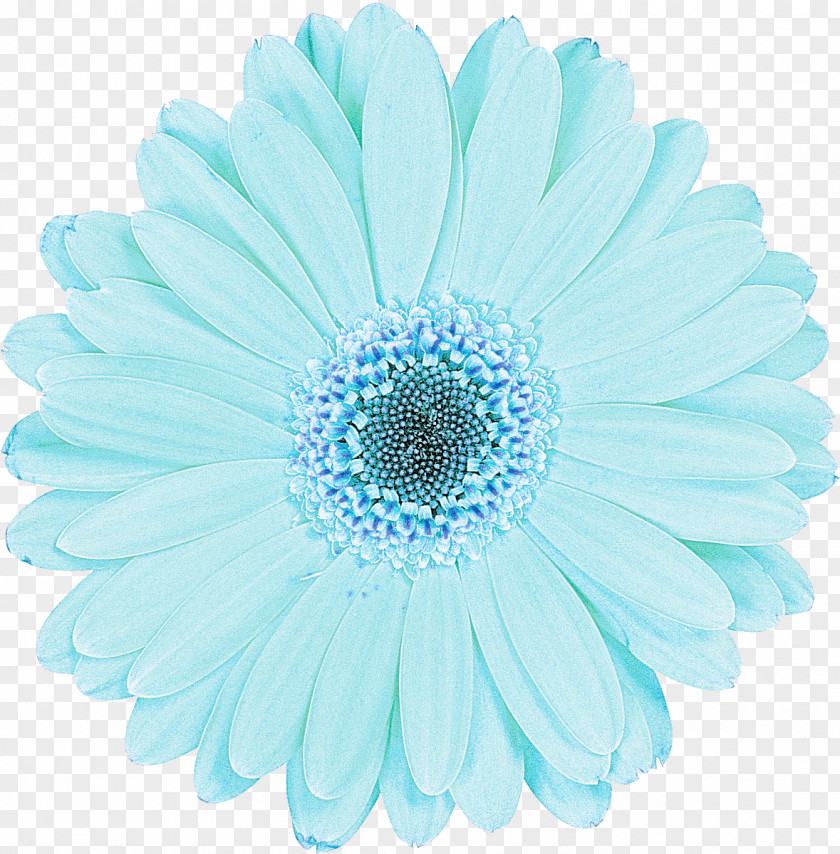 Daisy PNG