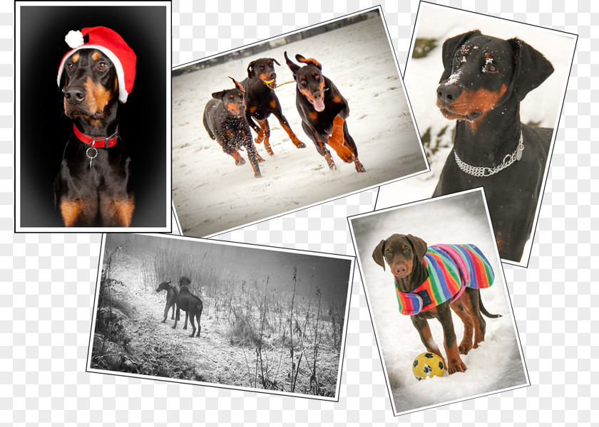 Dog Breed Snout Collage PNG