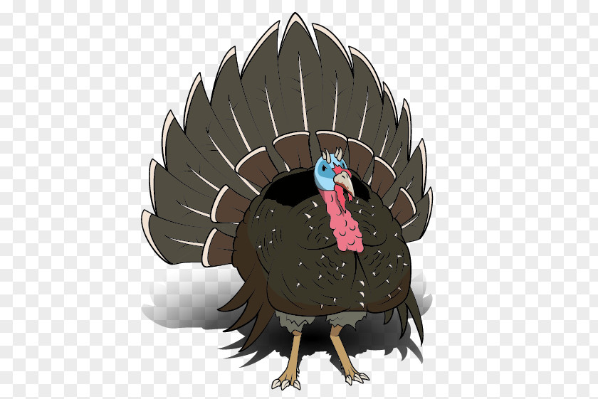 Domesticated Turkey Illustration Beak Feather PNG