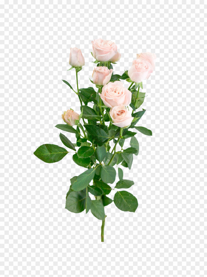 Flower Garden Roses Cabbage Rose Pink Bouquet Floral Design PNG