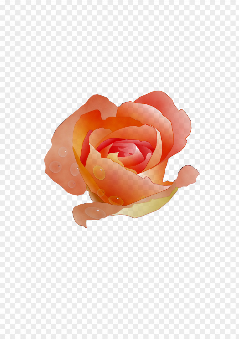 Garden Roses Cabbage Rose Petal Cut Flowers PNG