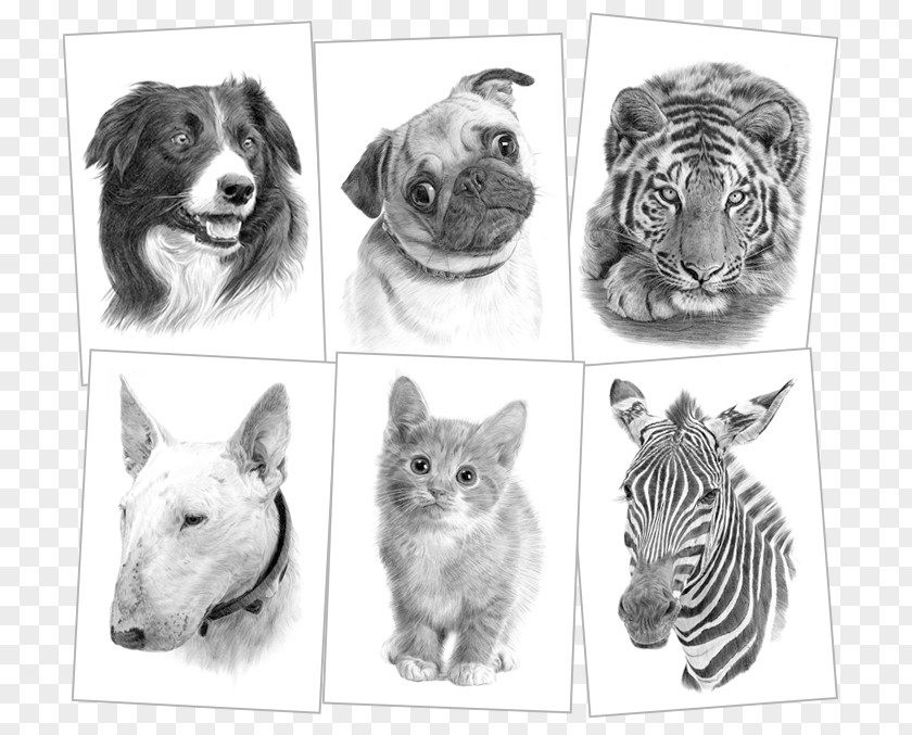 Pencil American Pit Bull Terrier Whiskers Sketch PNG
