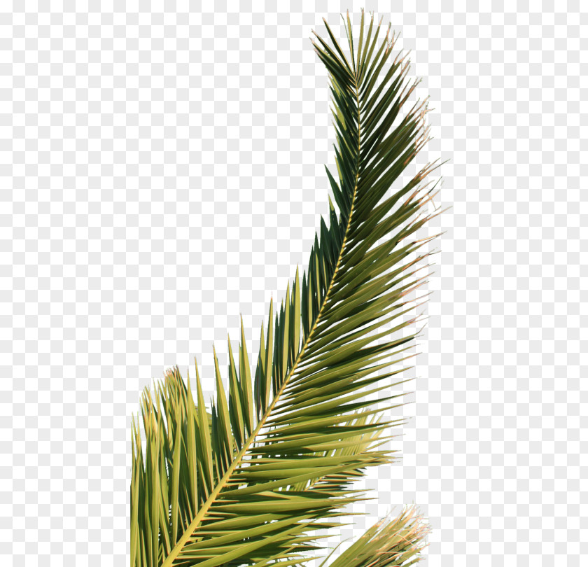 Leaf Arecaceae Palm Branch PNG