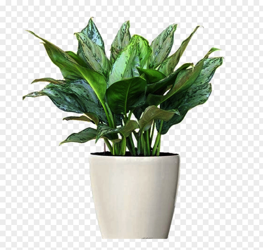 Plants Chinese Evergreens Ornamental Plant Philippine Evergreen Houseplant Flowerpot PNG