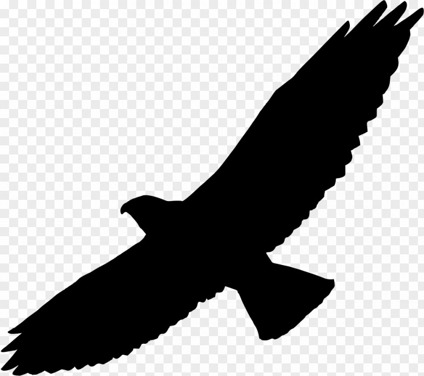 Redtailed Hawk Swainson's Silhouette Bird PNG
