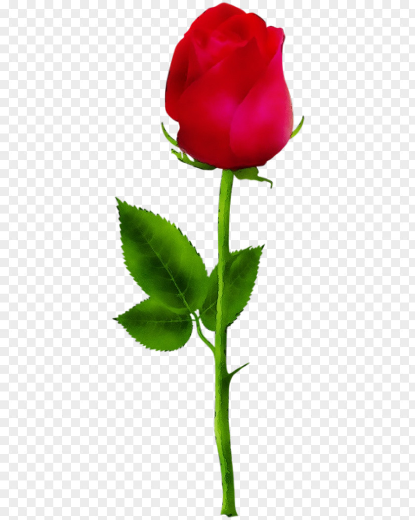 Rose Order Family Flowers Background PNG