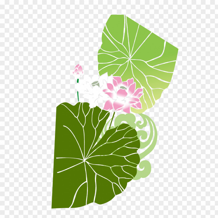 Vector Lotus Nelumbo Nucifera PNG