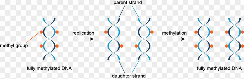 DNA Methylation: Basic Mechanisms Epigenetics PNG