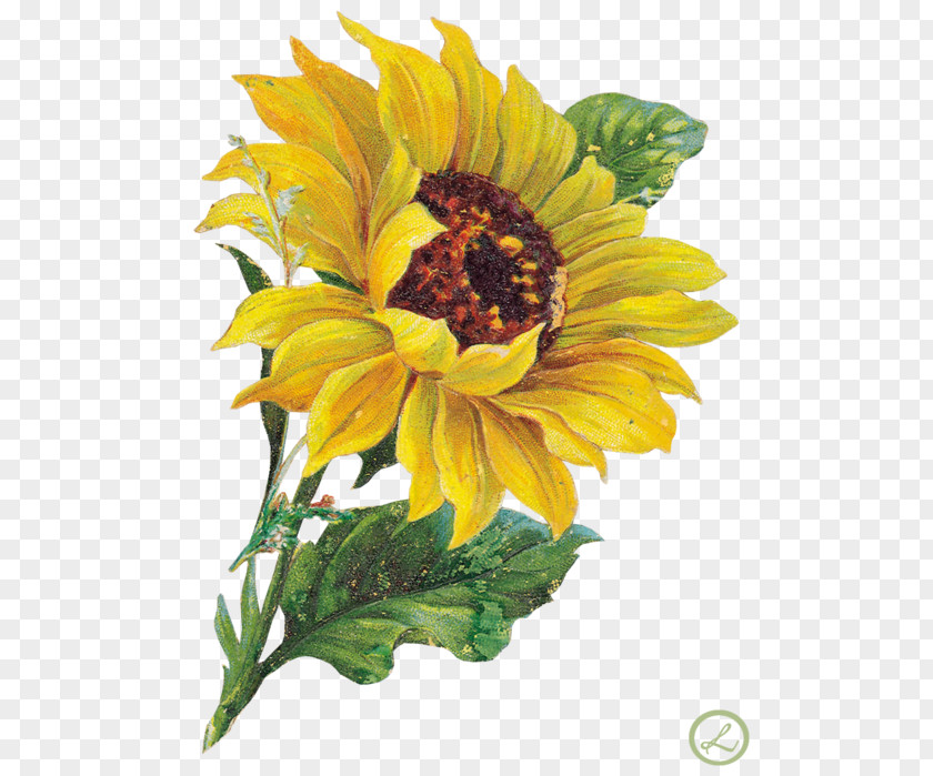 Flower Common Sunflower Clip Art PNG