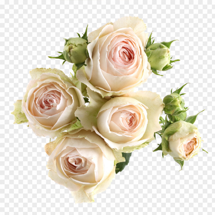 Pink Roses Garden Centifolia Floribunda Cut Flowers PNG