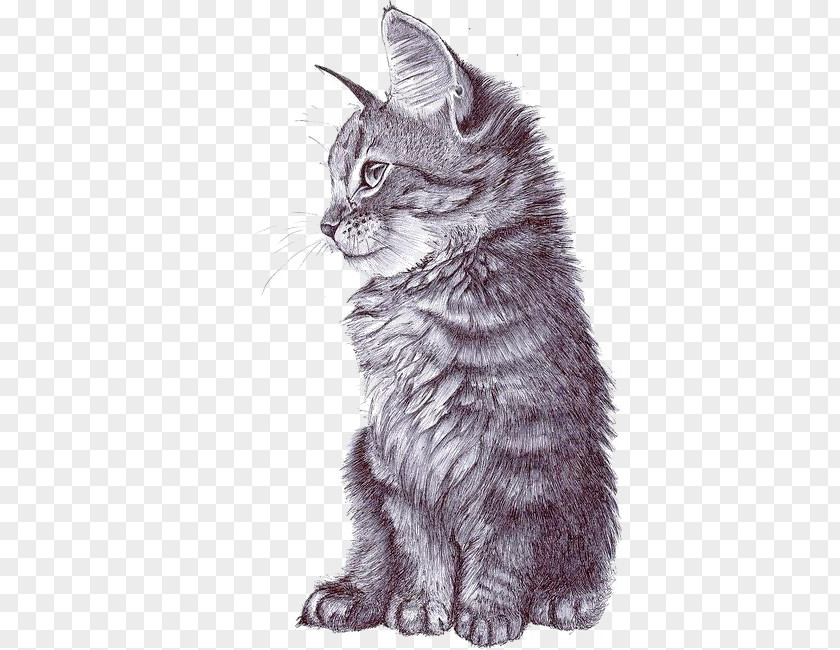 Sketch Cat PNG cat clipart PNG