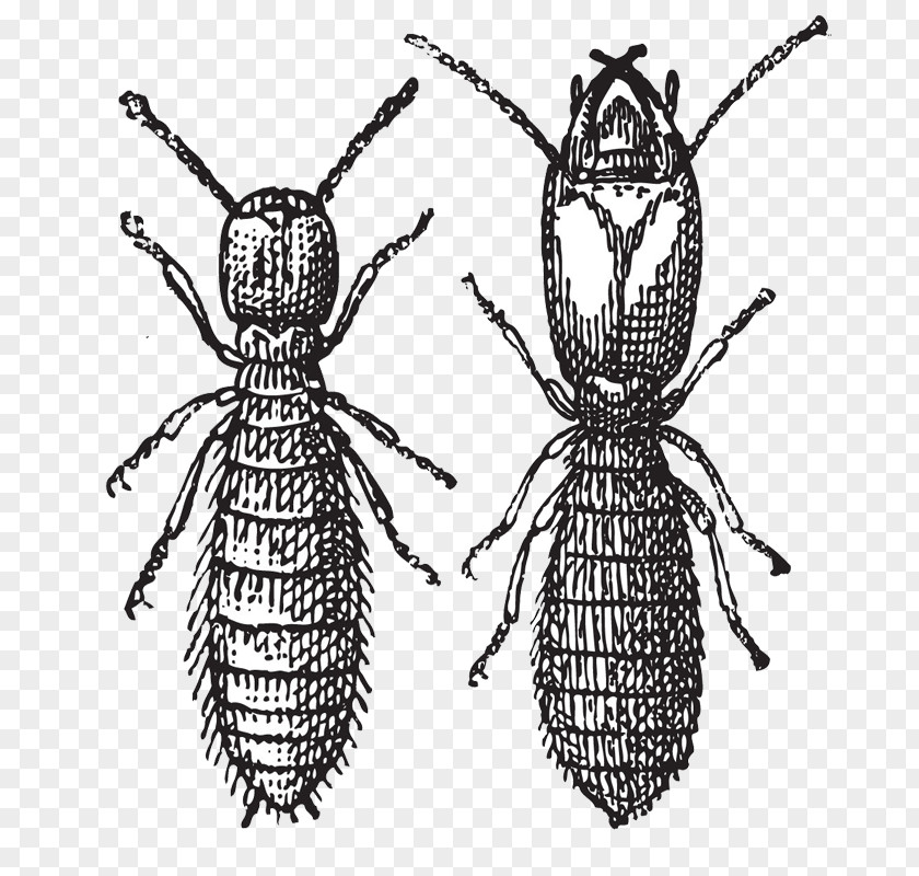 Termite Pest Rhinotermitidae Insect Eastern Subterranean Maria Bee PNG