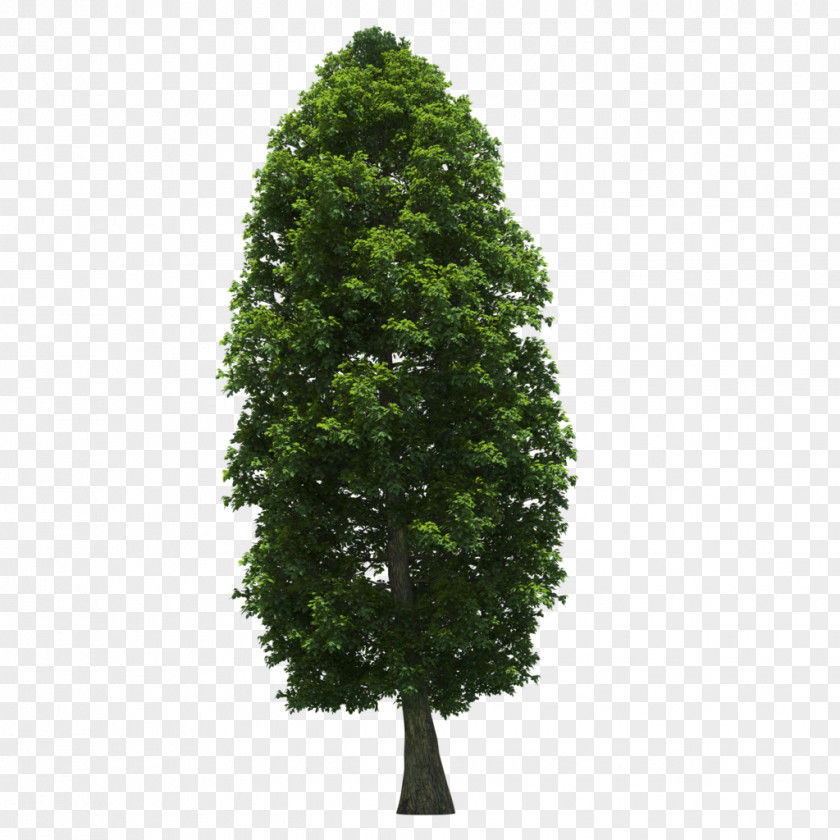 Tree Oak Scots Pine Solitaire Evergreen PNG