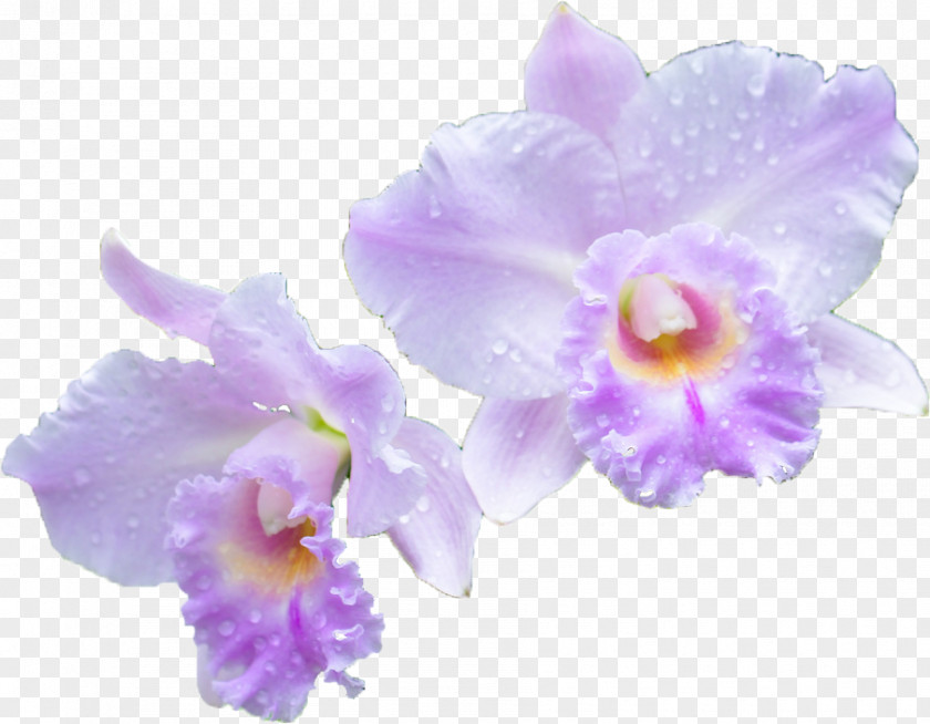 Watercolor Purple Cattleya Orchids Flower Vanda 'Miss Joaquim' Genus PNG
