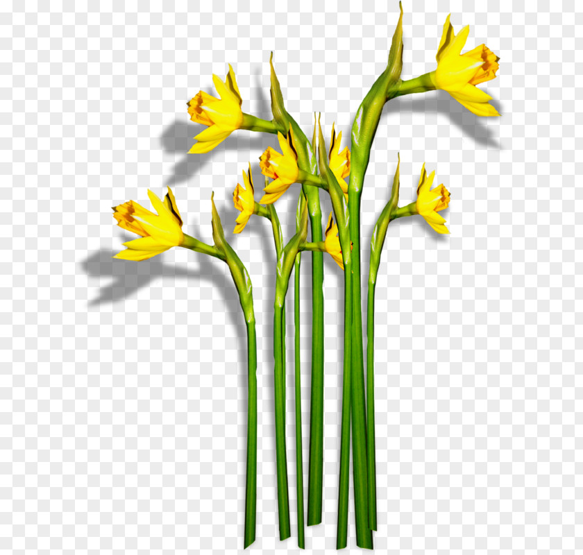 Flower Daffodil Narcissus Clip Art PNG