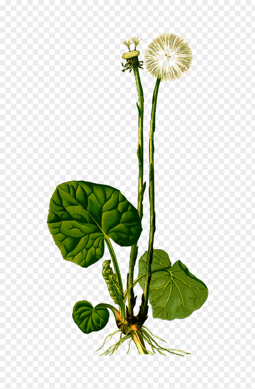 Green Dandelion Kxf6hlers Medicinal Plants Tussilago PNG