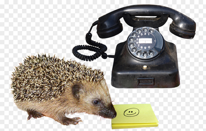 Hedgehog Domesticated Domestication Porcupine PNG