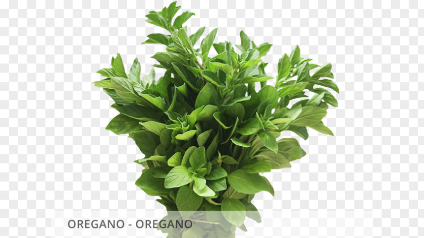Leaf Spring Greens Herbalism Basil PNG