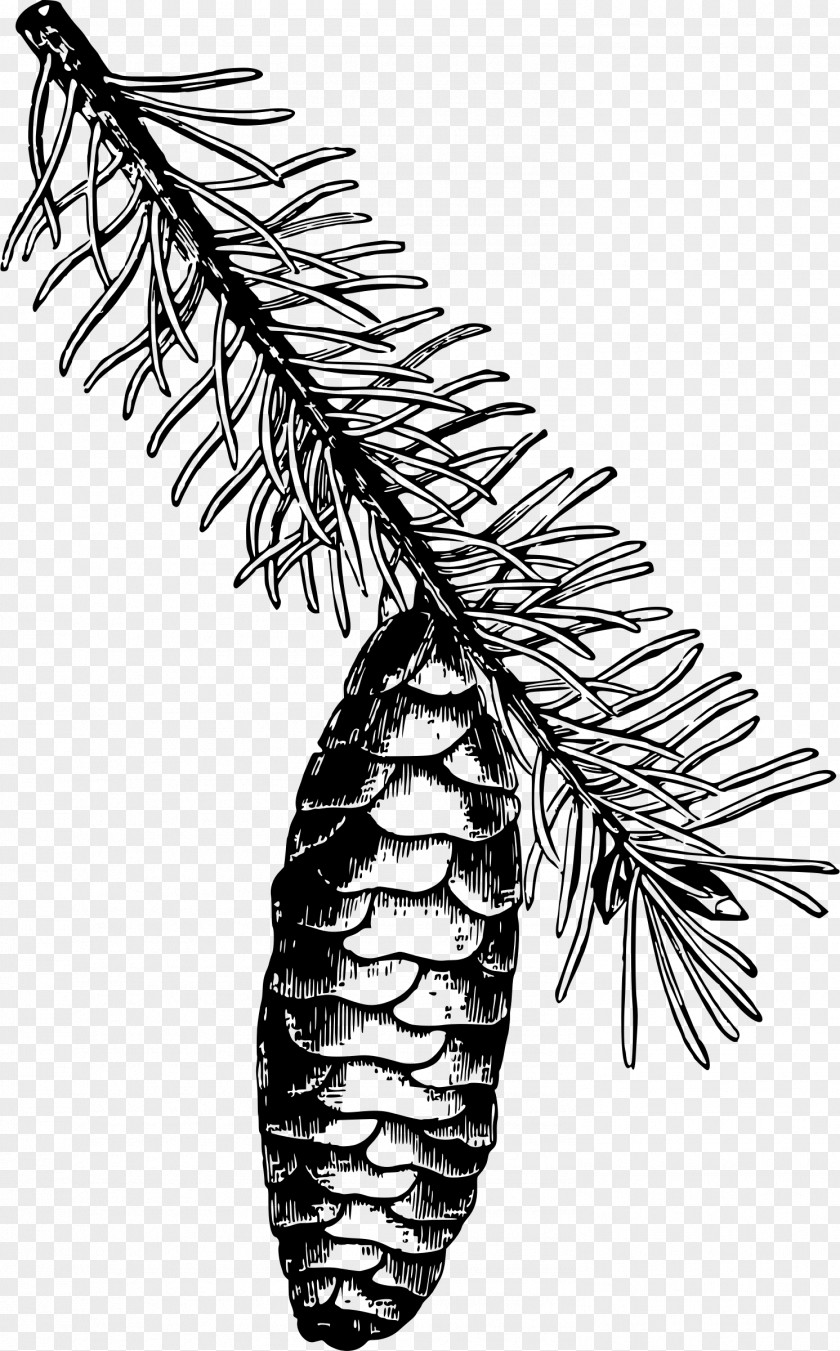 Norway Spruce Sitka Fir Clip Art PNG
