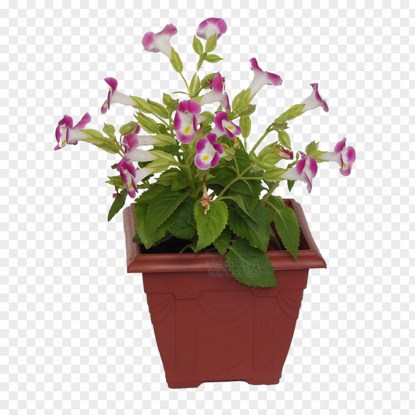 Violet Ceramic Flowerpot Ornamental Plant Color PNG