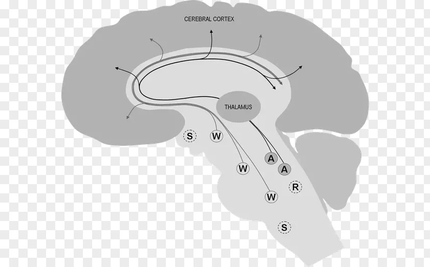Brain Neurotransmitter Cerebral Cortex Rapid Eye Movement Sleep Thalamus PNG
