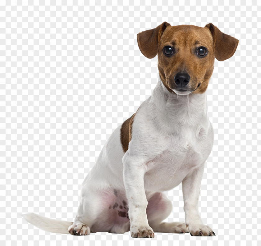 Dogs Jack Russell Terrier Parson Staffordshire Bull American Puppy PNG