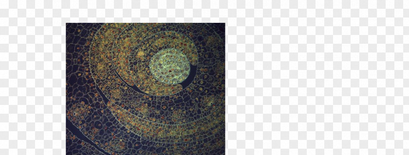 Gustav Klimt Circle PNG