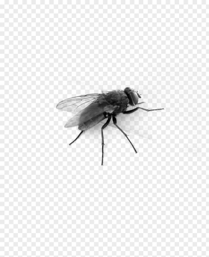 Insect Fly Clip Art PNG