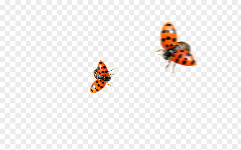 Ladybug Butterfly Insect Ladybird Coccinella Septempunctata PNG