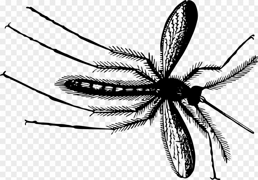 Mosquito Gnat Clip Art PNG