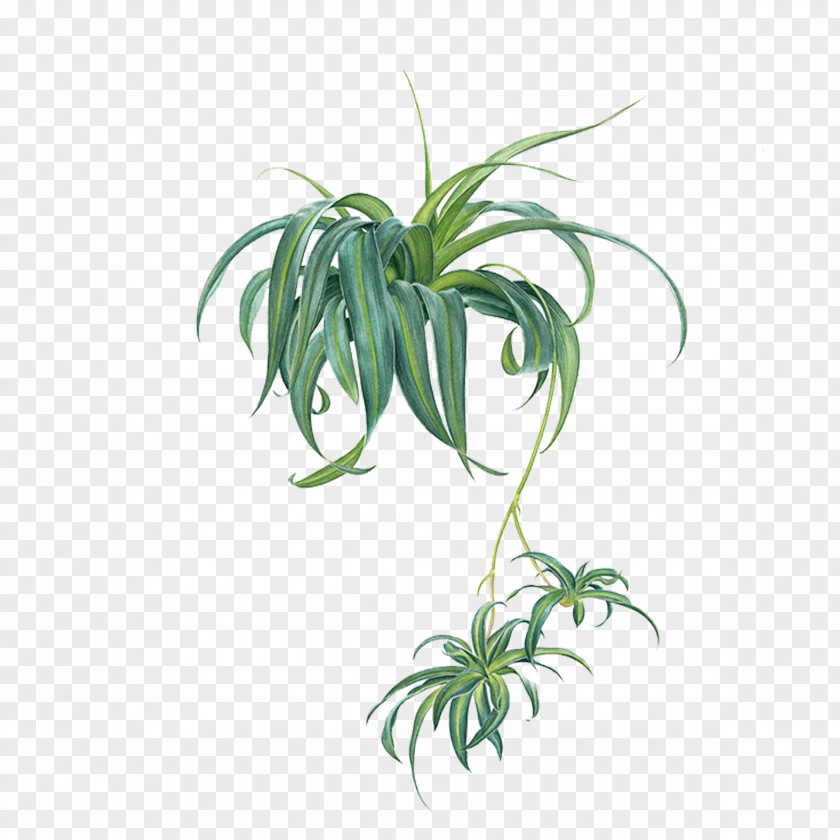 Plant Chlorophytum Comosum Icon PNG