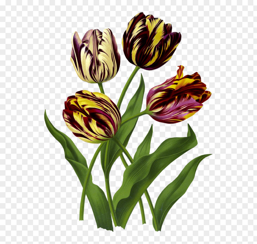 Flower Botany Clip Art PNG