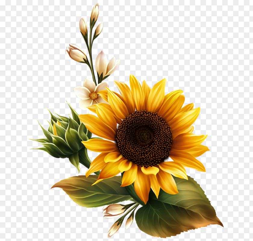 Flower Common Sunflower Seed Clip Art PNG