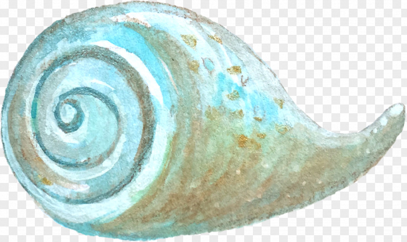 Hand Painted Conch Given To The Sea Snail PNG