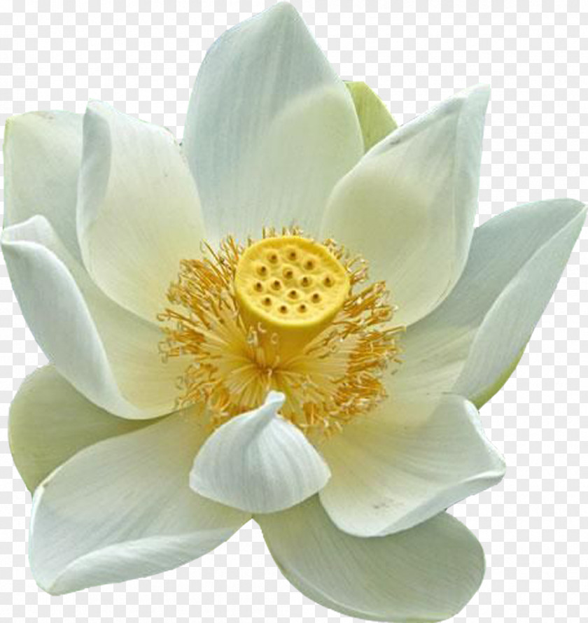 Lotus Nelumbo Nucifera Egyptian Plant Symbolism Flower PNG