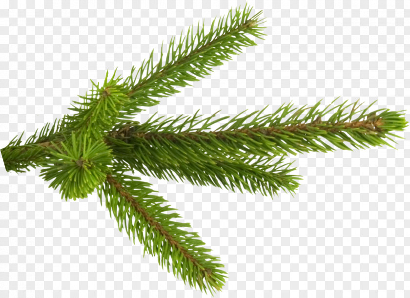 TWIG Fir Spruce Pine Branch Tree PNG