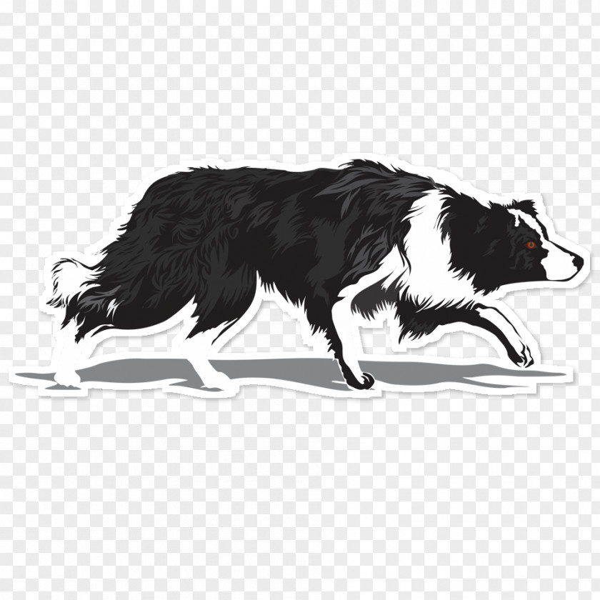 Border Collie Rough Dog Breed Chihuahua Herding PNG