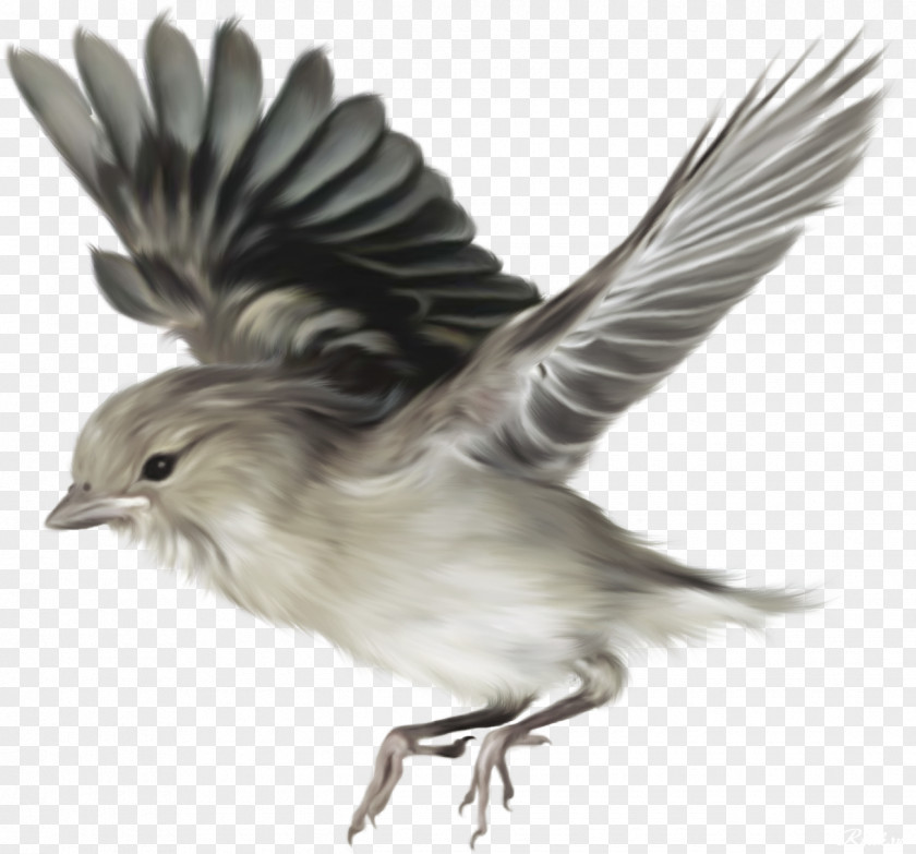 Flying Bird PNG